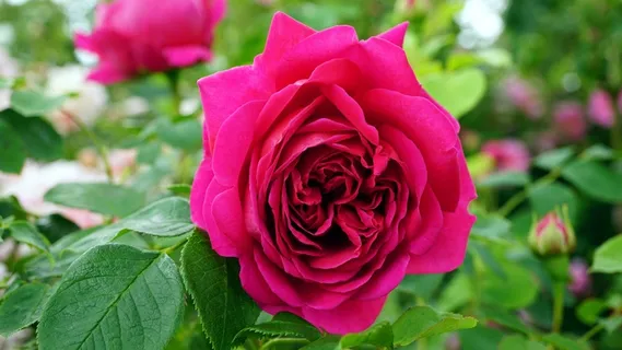 玫瑰花摄影图情人节玫瑰花配图图片 玫瑰花摄影图情人节玫瑰花配图图片