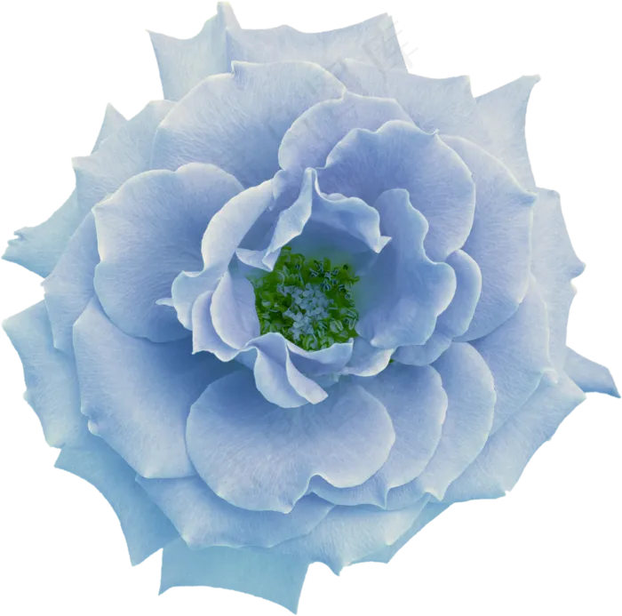 蓝花　　　