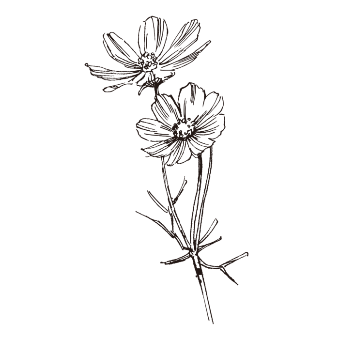 线条草本花卉手绘植物-波斯菊