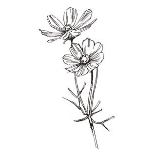 线条草本花卉手绘植物-波斯菊 线条草本花卉手绘植物-波斯菊