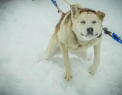 拉斯维加斯雪橇犬图片 拉斯维加斯雪橇犬图片