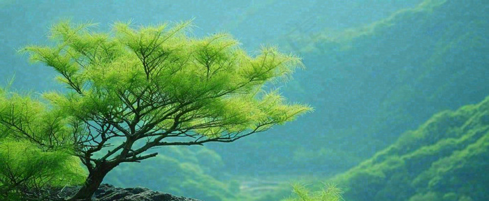 绿色树冠，绿色森林山脉，春天摄影图