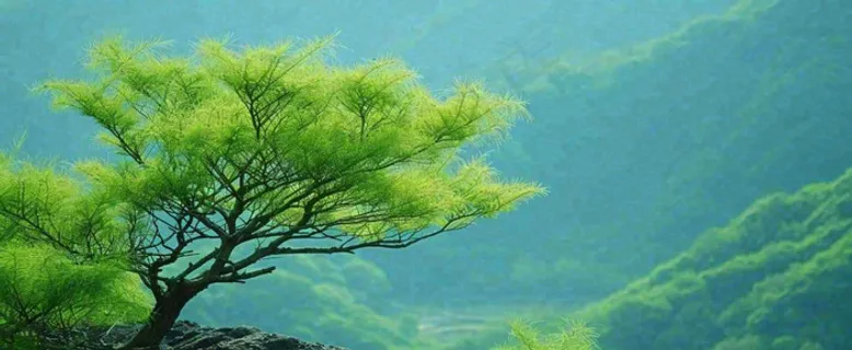 绿色树冠，绿色森林山脉，春天摄影图