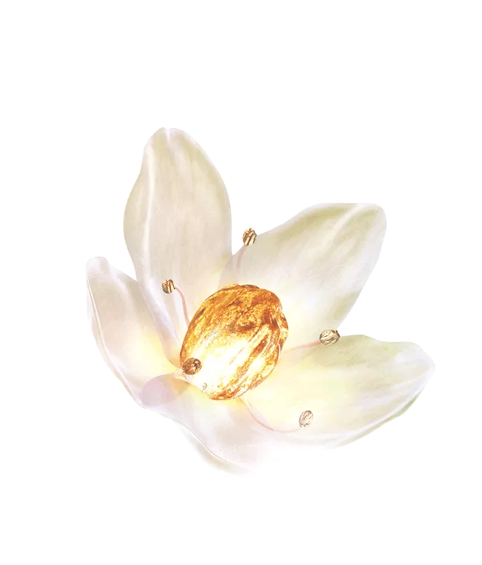白色花朵黄色花蕊素材免扣