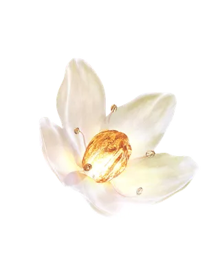 白色花朵黄色花蕊素材免扣