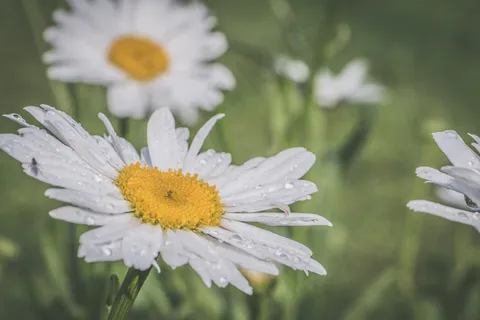 夏日小清新雏菊图片 夏日小清新雏菊图片