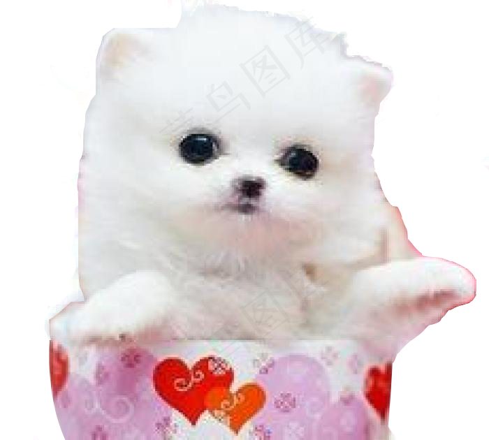 免扣动物茶犬