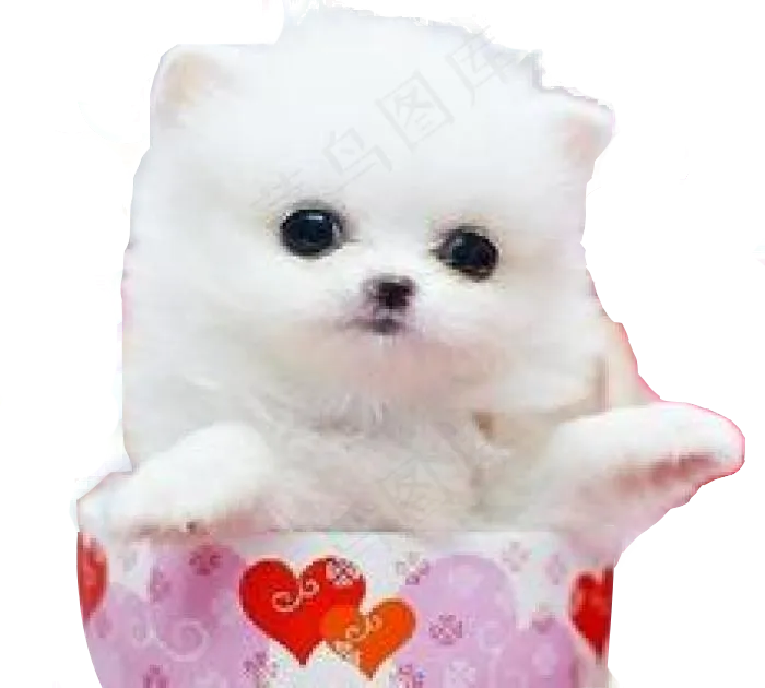 免扣动物茶犬