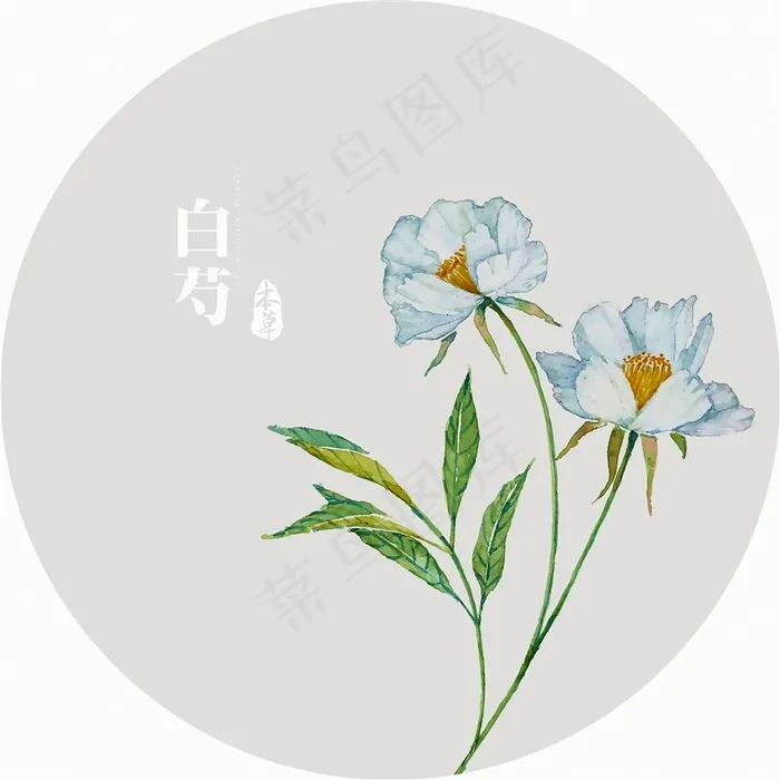 插画植物花白芍