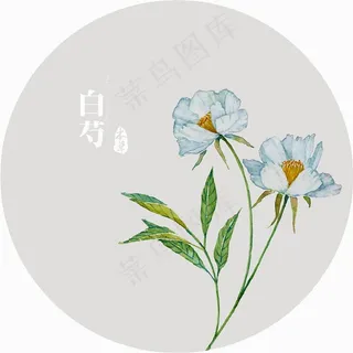 插画植物花白芍 插画植物花白芍