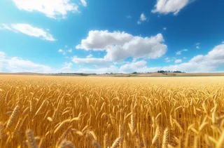 蓝天白云阳光明媚的金黄麦田