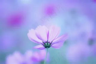 唯美紫色鲜花高清摄影图片