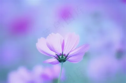 唯美紫色鲜花高清摄影图片 唯美紫色鲜花高清摄影图片