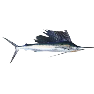 鱼类(43)海鲜超市商品红酒白底图免抠实物摄影png格式图片透明底