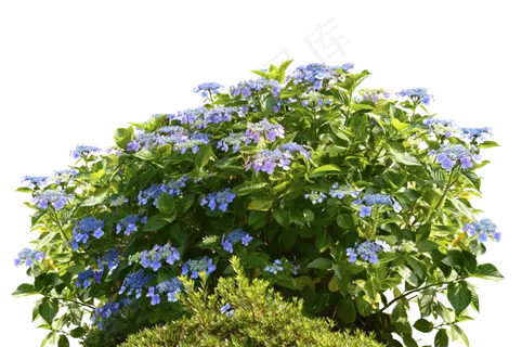 绣球花, 绣球花丛, 灌木, 自然, 春天