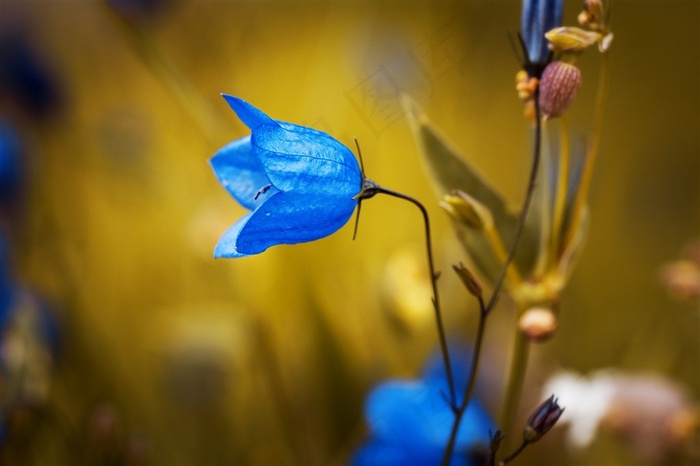 蓝色鲜花高清图片