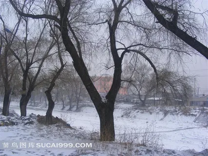 冬日园林摄影图片