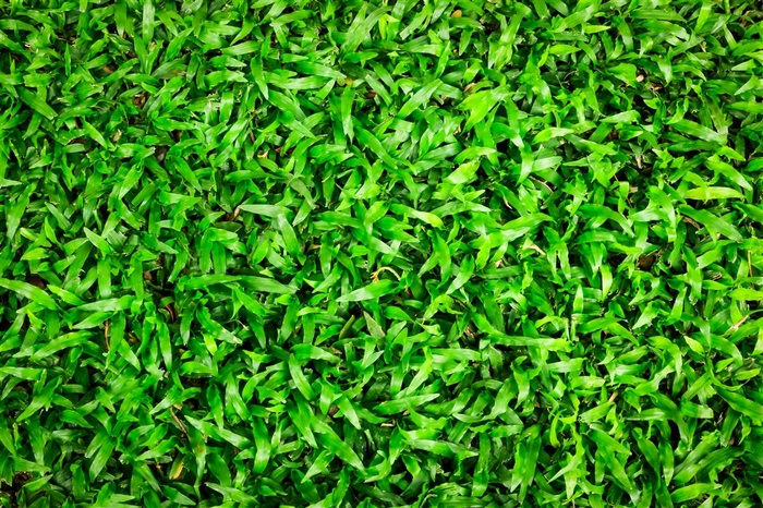 草坪系列 - 茂密健康的绿色草坪