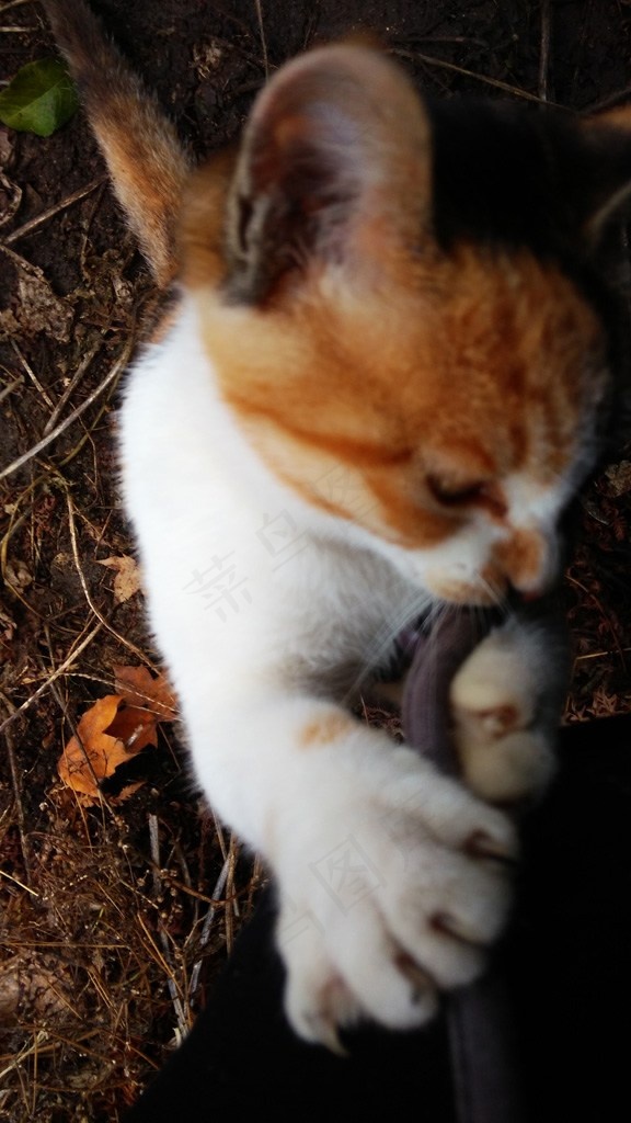 玩耍的小花猫