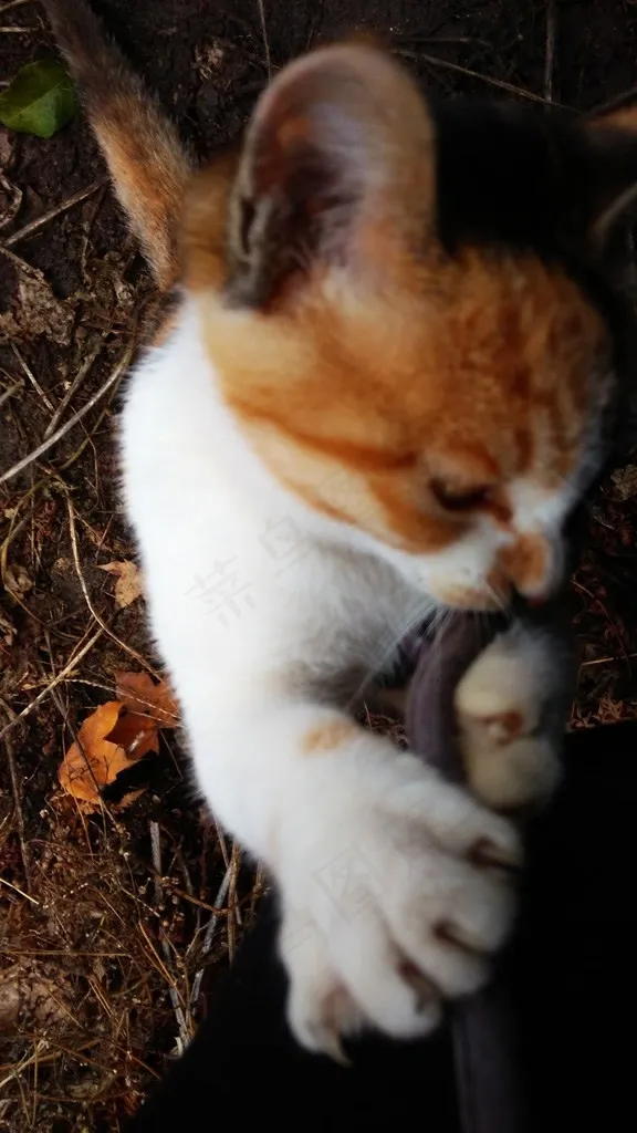 玩耍的小花猫