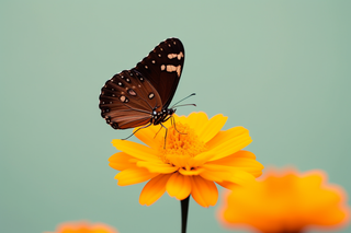 蝴蝶停在花朵细节特写摄影图