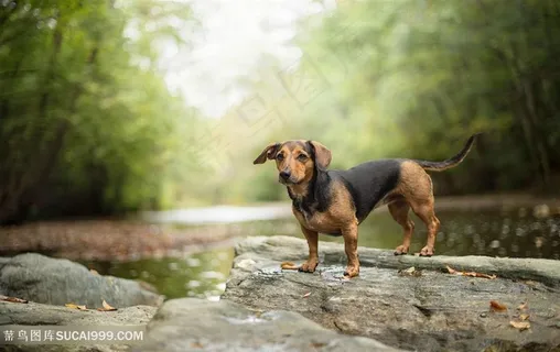 竹林里站在岩石上的腊肠犬狗狗图片