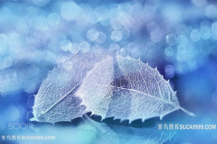 唯美标本树叶高清摄影图片