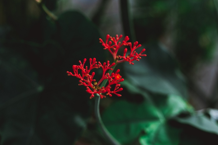 花朵, 花瓣, 雌蕊, 日落, 植物群, 盛开, 开花