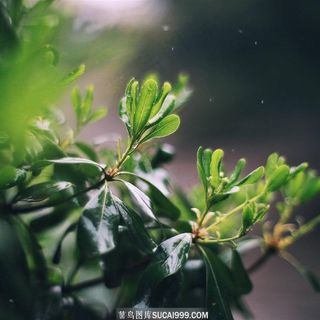 雨后的绿树新芽
