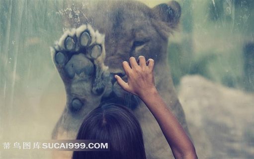 两掌相对的孩子与狮子