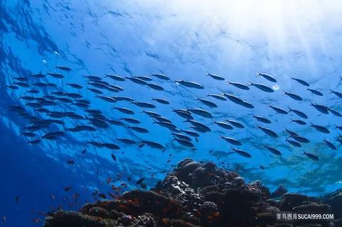 海洋中的一群鱼 海洋中的一群鱼