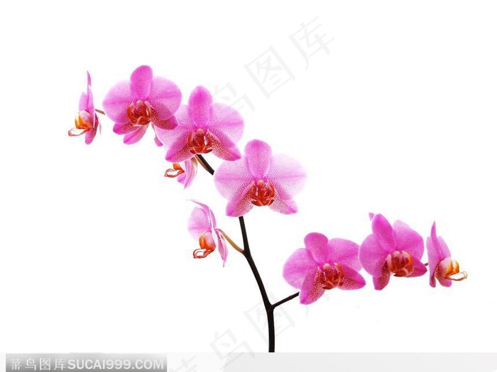 粉色蝴蝶兰花枝6