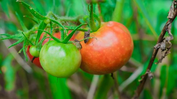 健康新鲜西红柿图片