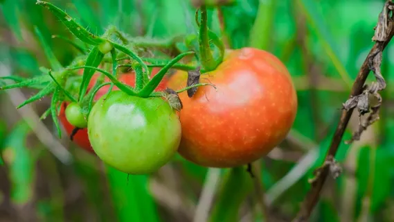 健康新鲜西红柿图片