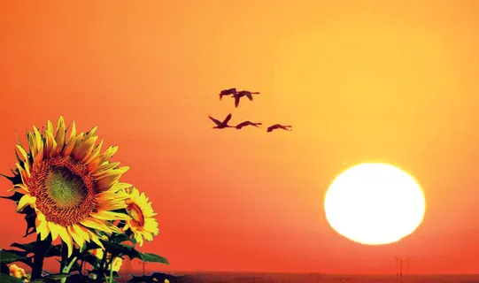 朝阳,射日蔡花,大雁,朝霞 朝阳,射日蔡花,大雁,朝霞