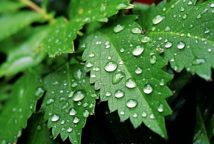 露珠绿叶摄影背景