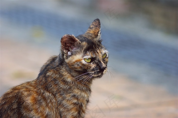 宠物猫可爱摄影图片