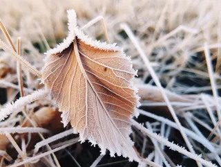 初冬叶子结满白色摄影图 