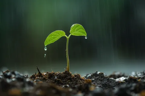 下雨天坚韧的嫩芽摄影图