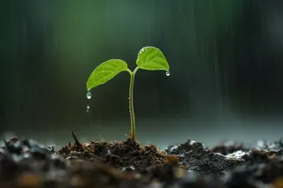 下雨天坚韧的嫩芽摄影图