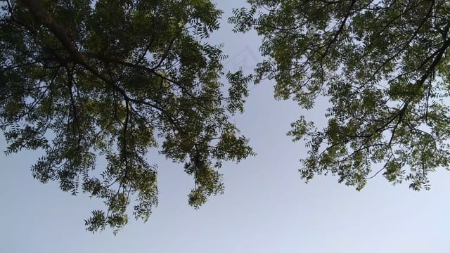 自然, 树, 天空, 叶子的性质, 花朵, 花园, 春天