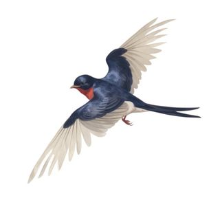 燕子动物装饰元素