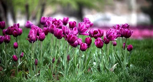 唯美郁金香花卉图片