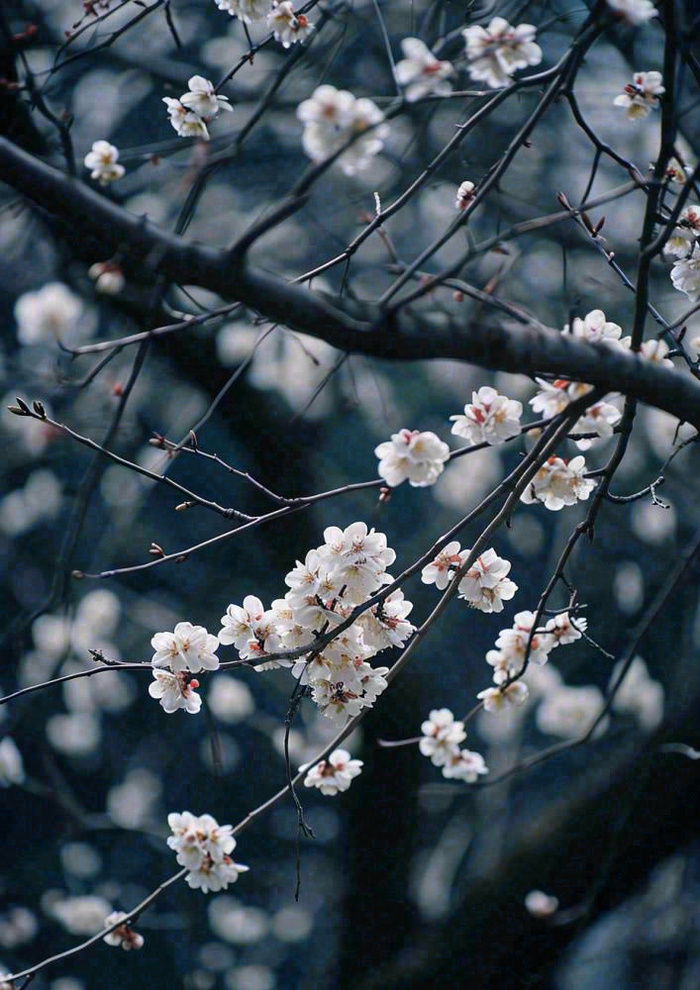 冬天浪漫白色花朵枝叶，冬季植物大雪小雪冬至新春摄影图