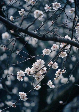 冬天浪漫白色花朵枝叶，冬季植物大雪小雪冬至新春摄影图