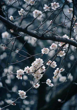 冬天浪漫白色花朵枝叶，冬季植物大雪小雪冬至新春摄影图