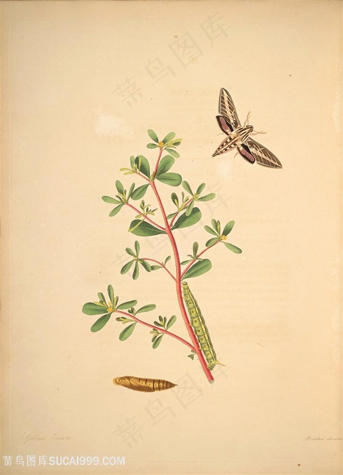 蝴蝶毛毛虫唯美植物复古图谱