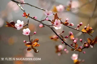 春天樱花花枝图片