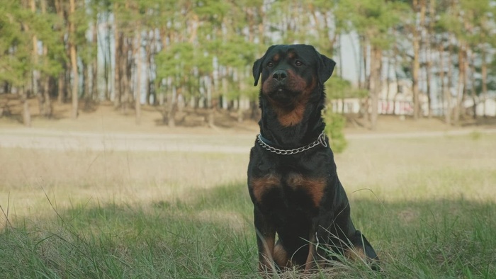 罗威纳犬挥手的肖像