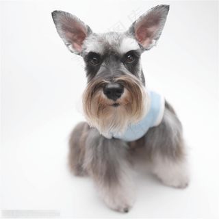 迷你犬-歪头的灰色苏格兰梗